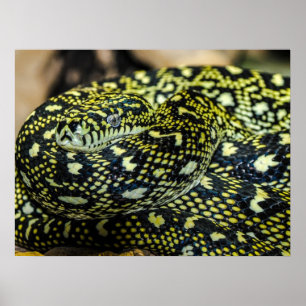 Affiche Serpent Python de Tapis Jungle