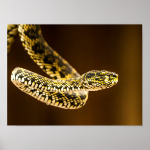Affiche Serpent Vipère à Motif Jaune et Noir saisissant