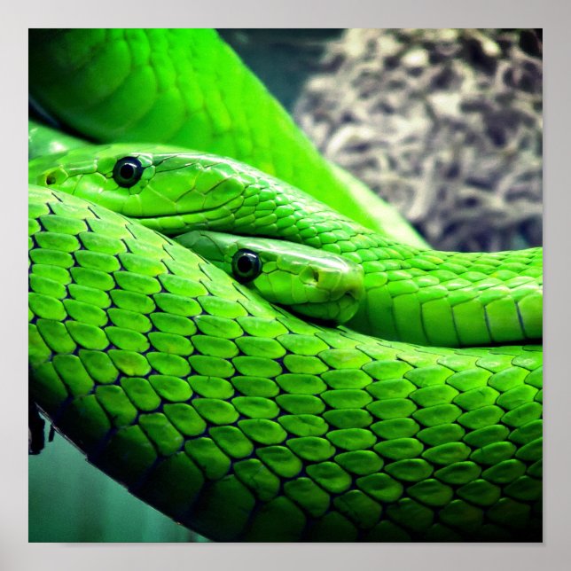 Affiche Serpents verts (Devant)