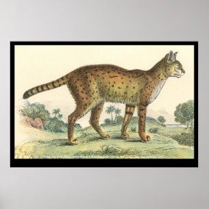 Affiche Serval