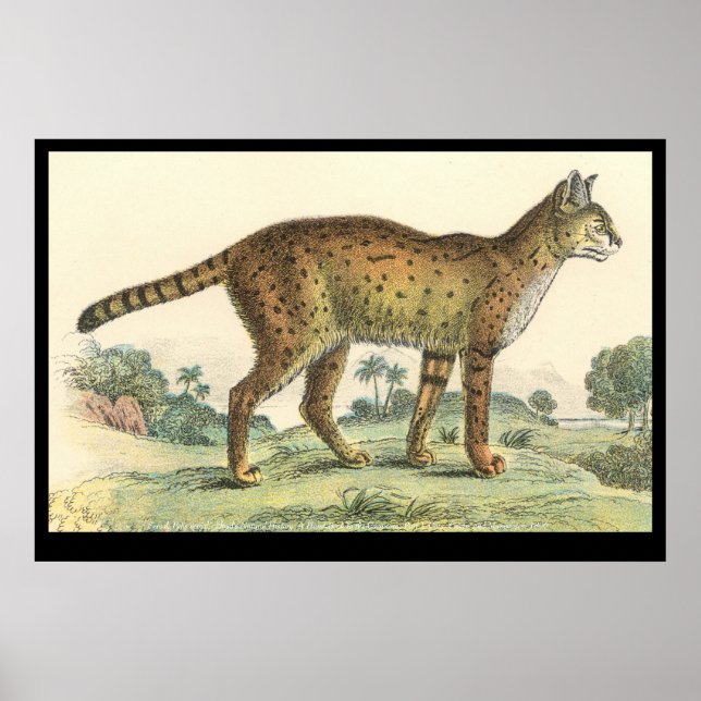 Affiche Serval (Devant)