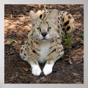 Affiche serval 003