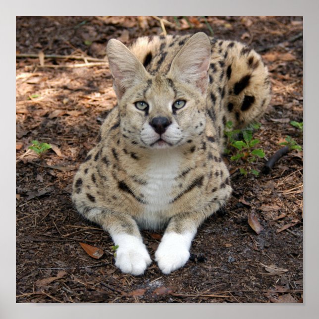 Affiche serval 003 (Devant)