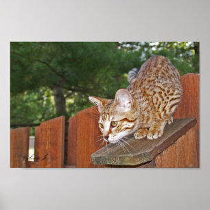 Affiche Serval Savannah Kitten USA Canvas Imprimer