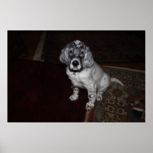 Affiche Setter anglais