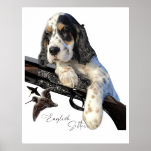 Affiche Setter anglais, mignon chiot