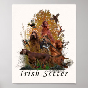 Affiche Setter irlandais