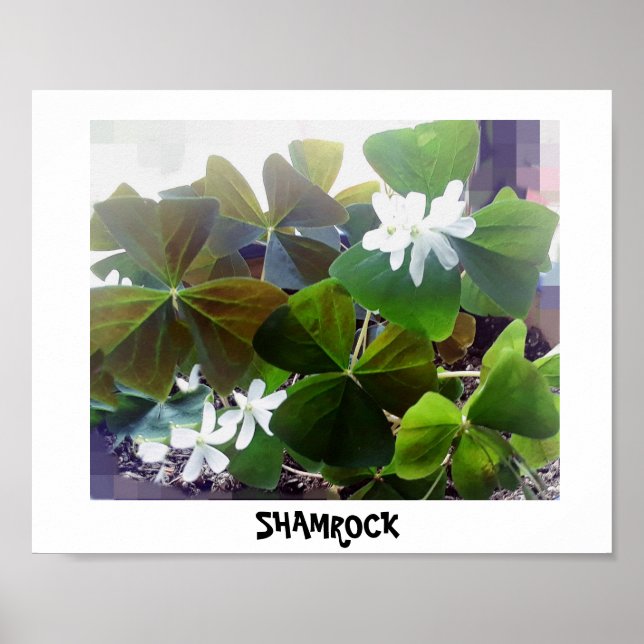 Affiche shamrock (Devant)