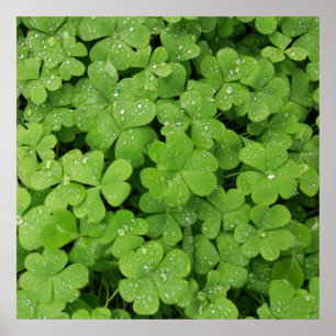 Affiche Shamrock vert frais, veine de St. Patricks