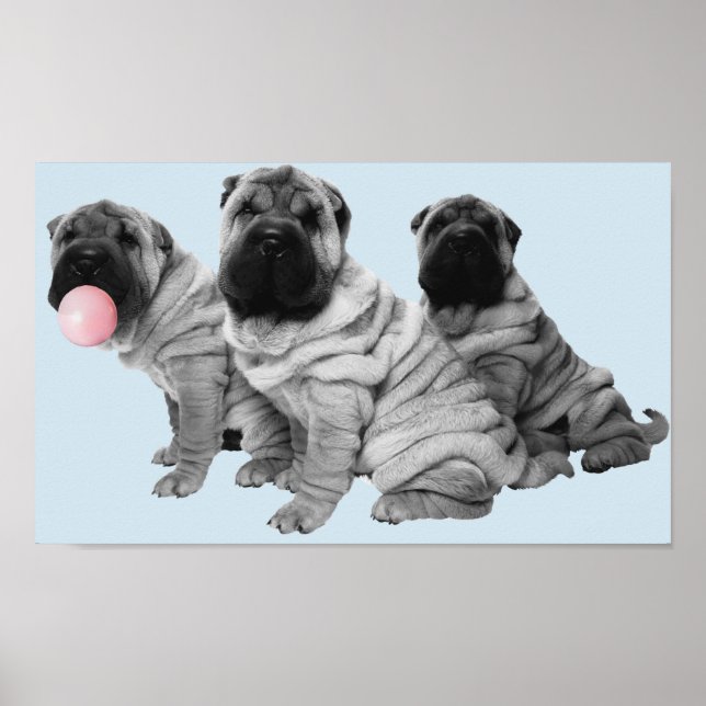 Affiche Shar Pei Chien Chien noir blanc bulle (Devant)