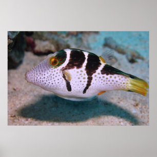 Affiche Sharpnose Puffer