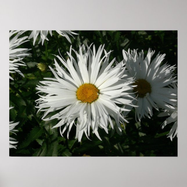 Affiche Shasta Daisy Est Devenue Folle. (Devant)