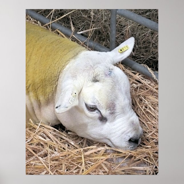 AFFICHE SHEEP (Devant)