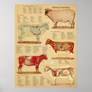Affiche Sheep Anatomy Atlas Chart