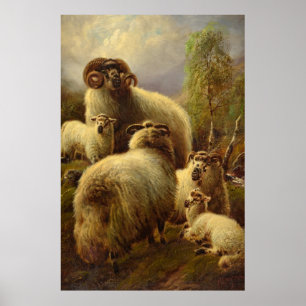 Affiche Sheep écossais des Highlands