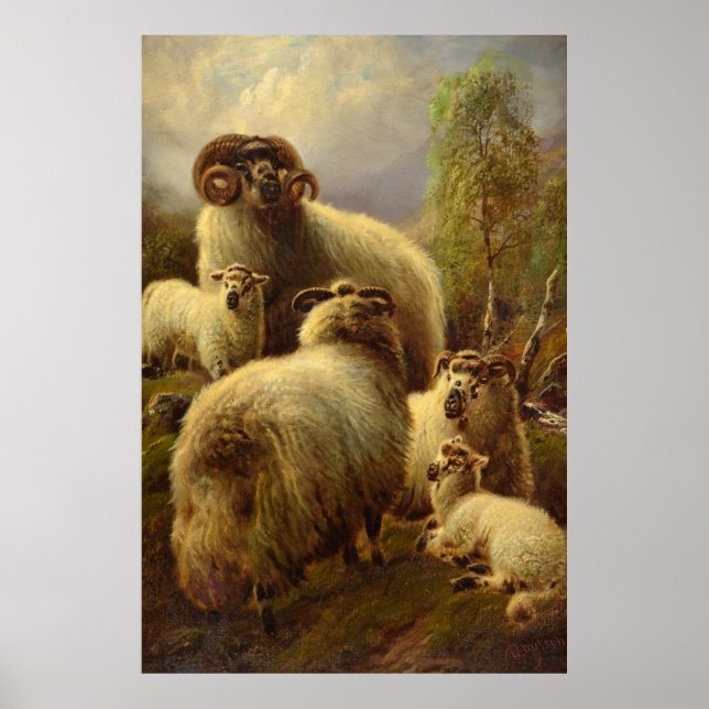 Affiche Sheep écossais des Highlands (Devant)