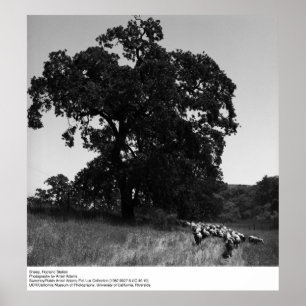 Affiche Sheep, Hopland Station, par Ansel Adams