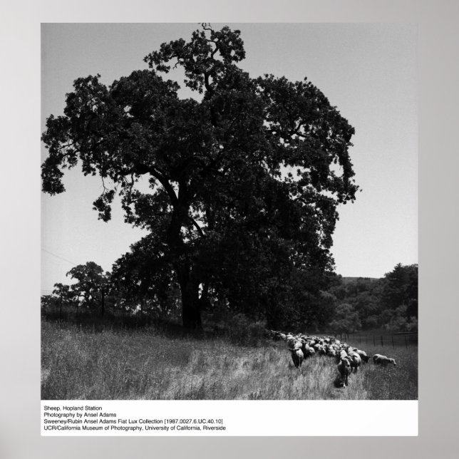 Affiche Sheep, Hopland Station, par Ansel Adams (Devant)
