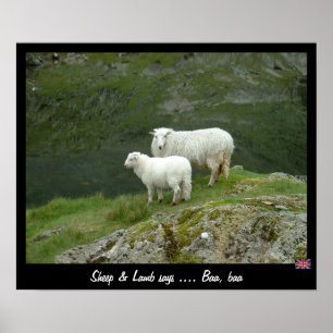 Affiche Sheep & Lamb says Baa, Baa (Poster)