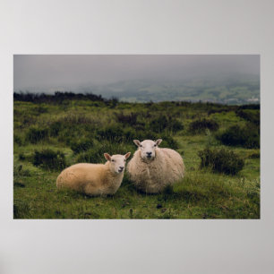 AFFICHE SHEEP SUR MOEL FAMAU, MOLD, CLWYDIAN RANGE, RU