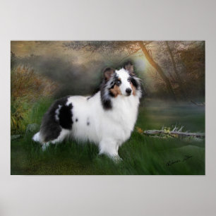 Affiche Sheltie blanc