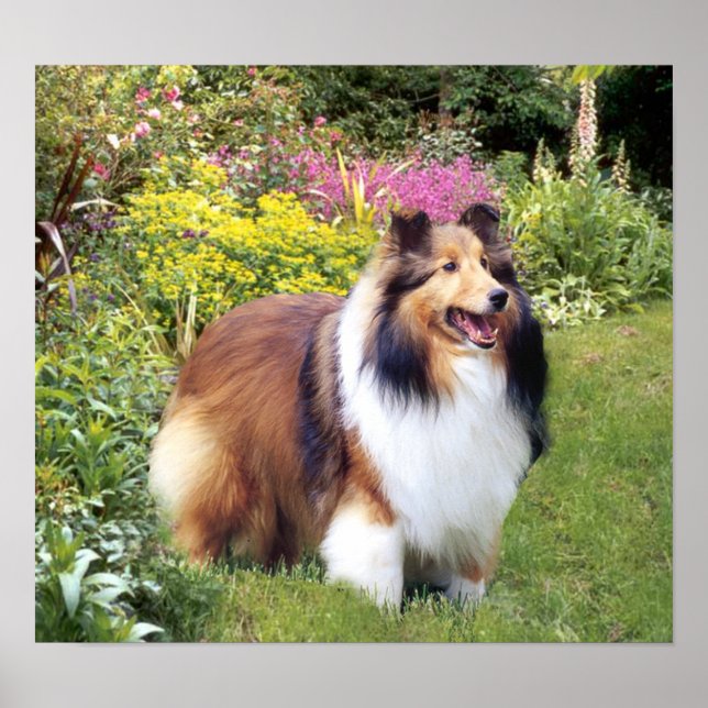 Affiche Sheltie Print (Devant)