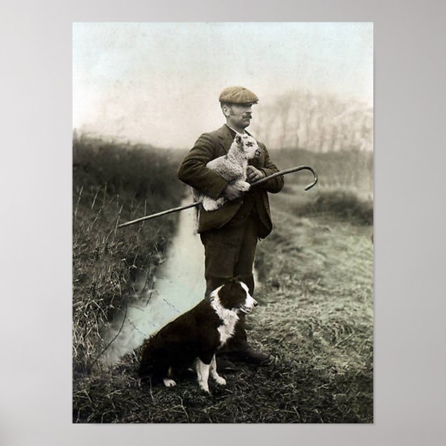 Affiche Shepherd With Lamb and Border Collie~Poster (Devant)