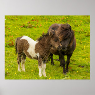 Affiche Shetland Pony mère et progéniture