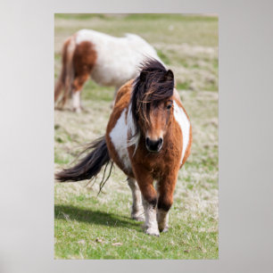 Affiche Shetland Pony, Shetland Islands, Écosse