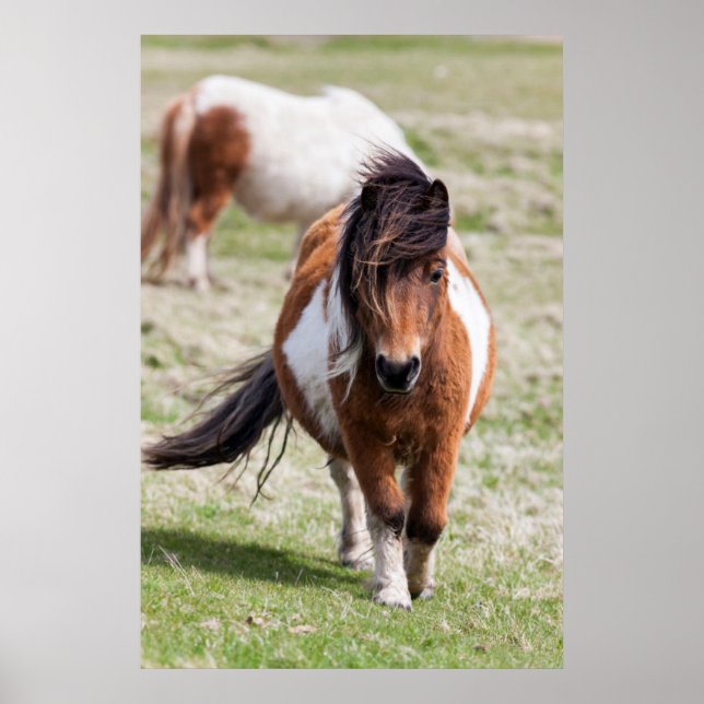 Affiche Shetland Pony, Shetland Islands, Écosse (Devant)