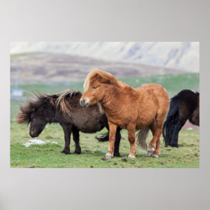 Affiche Shetland Pony, Shetland Islands, Écosse 2
