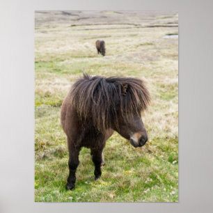 Affiche Shetland Pony, Shetland Islands, Écosse 3