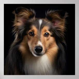 Affiche Shetland Sheepdog