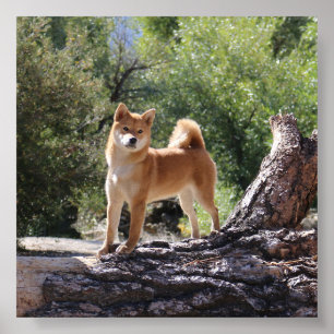 Affiche Shiba Inu