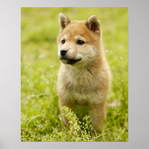 Affiche Shiba-ken puppy