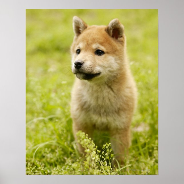 Affiche Shiba-ken puppy (Devant)