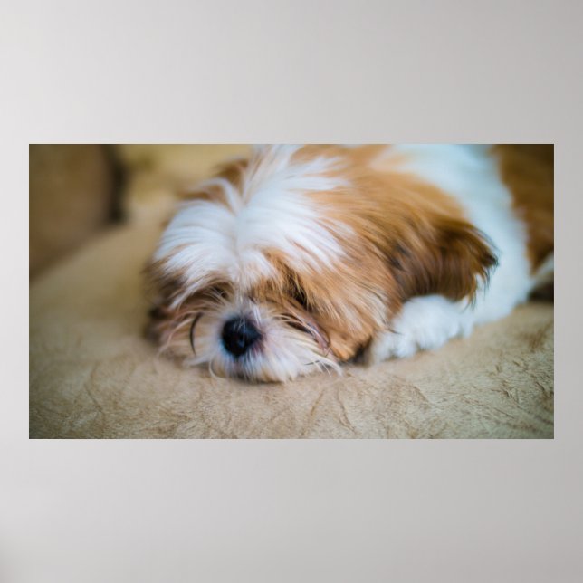 Affiche Shih Tzu (Devant)