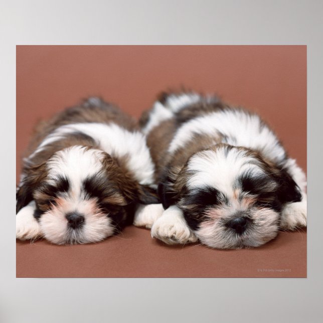 Affiche Shih Tzu (Devant)