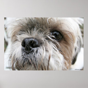 Affiche Shih Tzu font face