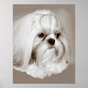 Affiche Shih Tzu Portrait Chien