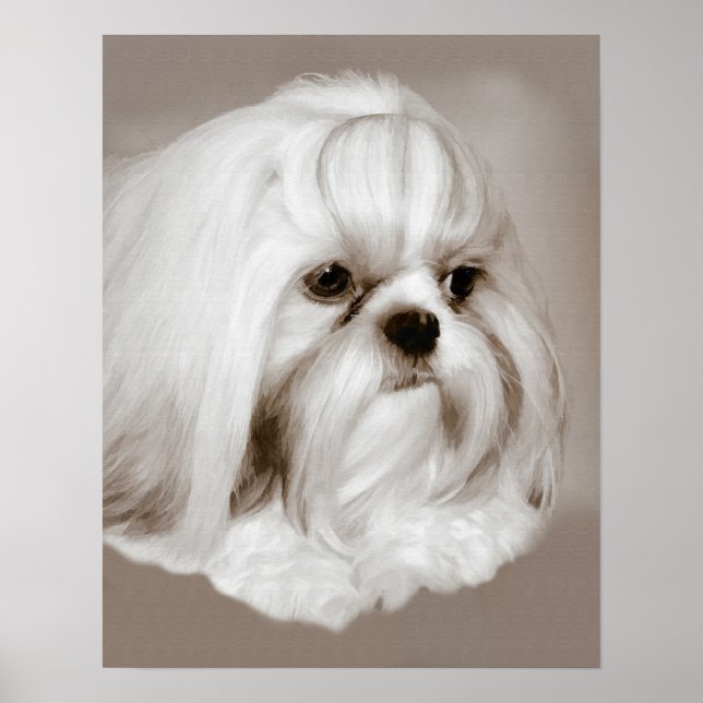 Affiche Shih Tzu Portrait Chien (Devant)