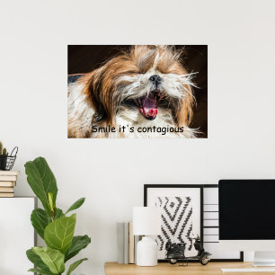 Affiche Shih tzu yawning laughing smile text customize