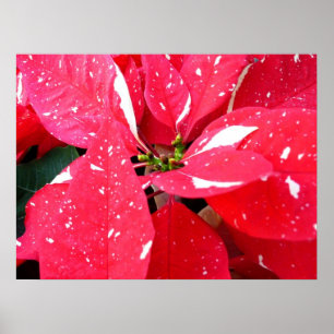 Affiche Shimmer Star Surprise Poinsettia vacances Florale