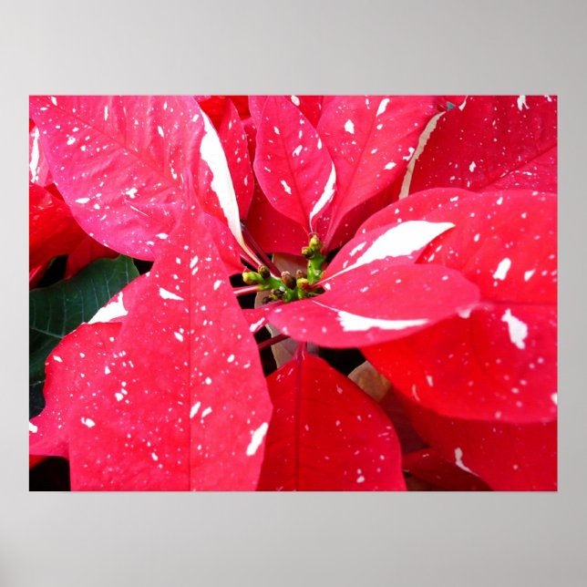 Affiche Shimmer Star Surprise Poinsettia vacances Florale (Devant)