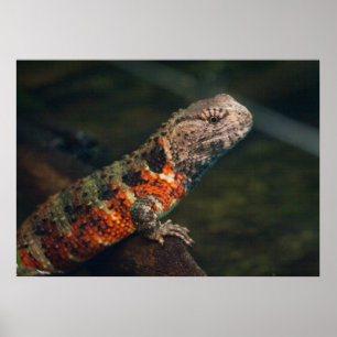 Affiche Shinisaurus crocodile