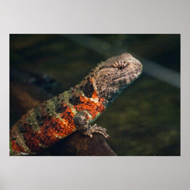 Affiche Shinisaurus crocodile (Devant)