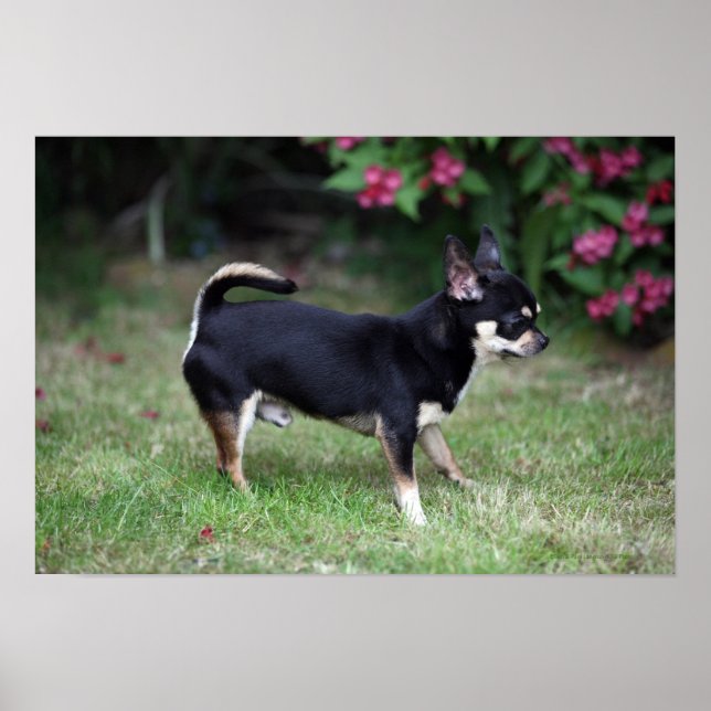 Affiche Short Haired Chihuahua Standing (Devant)