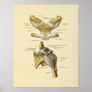 Affiche Shoulder Joint Anatomy Bones Print