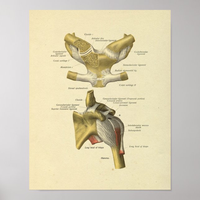 Affiche Shoulder Joint Anatomy Bones Print (Devant)