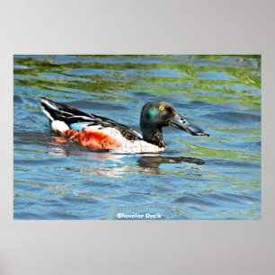 Affiche Shoveler Duck